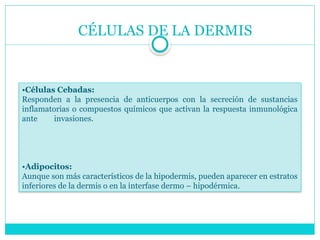 CÉLULAS DE LA DERMIS
•Células Cebadas:
Responden a la presencia de anticuerpos con la secreción de sustancias
inflamatorias o compuestos químicos que activan la respuesta inmunológica
ante invasiones.
•Adipocitos:
Aunque son más característicos de la hipodermis, pueden aparecer en estratos
inferiores de la dermis o en la interfase dermo – hipodérmica.
 