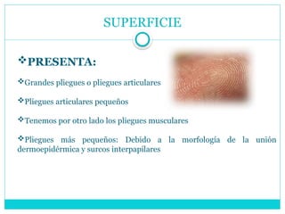 SUPERFICIE
PRESENTA:
Grandes pliegues o pliegues articulares
Pliegues articulares pequeños
Tenemos por otro lado los pliegues musculares
Pliegues más pequeños: Debido a la morfología de la unión
dermoepidérmica y surcos interpapilares
 