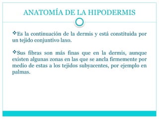 ANATOMÍA DE LA HIPODERMIS
Es la continuación de la dermis y está constituida por
un tejido conjuntivo laxo.
Sus fibras son más finas que en la dermis, aunque
existen algunas zonas en las que se ancla firmemente por
medio de estas a los tejidos subyacentes, por ejemplo en
palmas.
 