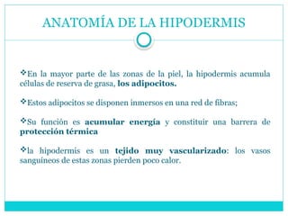 ANATOMÍA DE LA HIPODERMIS
En la mayor parte de las zonas de la piel, la hipodermis acumula
células de reserva de grasa, los adipocitos.
Estos adipocitos se disponen inmersos en una red de fibras;
Su función es acumular energía y constituir una barrera de
protección térmica
la hipodermis es un tejido muy vascularizado: los vasos
sanguíneos de estas zonas pierden poco calor.
 