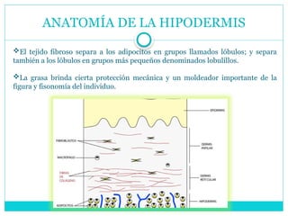 ANATOMÍA DE LA HIPODERMIS
El tejido fibroso separa a los adipocitos en grupos llamados lóbulos; y separa
también a los lóbulos en grupos más pequeños denominados lobulillos.
La grasa brinda cierta protección mecánica y un moldeador importante de la
figura y fisonomía del individuo.
 