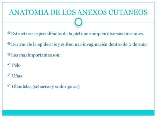 ANATOMIA DE LOS ANEXOS CUTANEOS
Estructuras especializadas de la piel que cumplen diversas funciones.
Derivan de la epidermis y sufren una invaginación dentro de la dermis.
Los mas importantes son:
 Pelo
 Uñas
 Glándulas (sebáceas y sudoríparas)
 