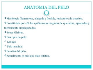 ANATOMIA DEL PELO
Morfología filamentosa, alargada y flexible, resistente a la tracción.
Constituido por células epidérmicas cargadas de queratina, aplanadas y
fuertemente empaquetadas.
Zonas Glabras.
Dos tipos de pelo:
 Lanugo.
 Pelo terminal.
Función del pelo.
Actualmente es mas que todo estética.
 