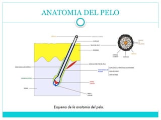 ANATOMIA DEL PELO
 