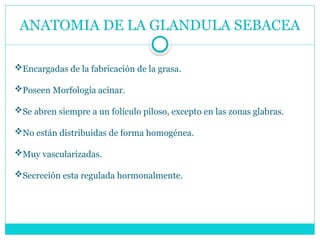 ANATOMIA DE LA GLANDULA SEBACEA
Encargadas de la fabricación de la grasa.
Poseen Morfología acinar.
Se abren siempre a un folículo piloso, excepto en las zonas glabras.
No están distribuidas de forma homogénea.
Muy vascularizadas.
Secreción esta regulada hormonalmente.
 