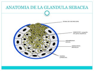 ANATOMIA DE LA GLANDULA SEBACEA
 