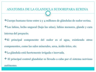 ANATOMIA DE LA GLANDULA SUDORIPARA ECRINA
Cuerpo humano tiene entre 2 y 4 millones de glándulas de sudor ecrina.
Los labios, lecho ungueal (bajo las uñas), labios menores, glande y cara
interna del prepucio.
El principal componente del sudor es el agua, existiendo otros
componentes, como las sales minerales, urea, ácido úrico, etc.
La glándula está fuertemente irrigada e inervada.
 El principal control glandular es llevado a cabo por el sistema nervioso
autónomo.
 