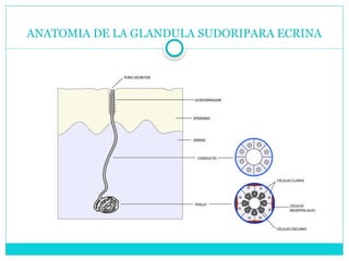 ANATOMIA DE LA GLANDULA SUDORIPARA ECRINA
 