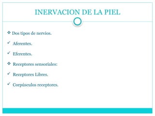 INERVACION DE LA PIEL
 Dos tipos de nervios.
 Aferentes.
 Eferentes.
 Receptores sensoriales:
 Receptores Libres.
 Corpúsculos receptores.
 