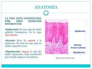 ANATOMÍA
LA PIEL ESTÁ CONSTITUIDA
POR TRES ESTRATOS
DIFERENTES:
•Epidermis: Es una capa de tejido
epitelial, homogénea. Es la capa
más externa.
•Dermis: Sirve de soporte a la
epidermis. Se trata de una capa de
tejido conjuntivo laxo.
•Hipodermis: Separa la piel del
tejido subyacente. Está constituida
por el tejido adiposo subcutáneo.
Anexos cutáneos
 