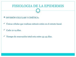 FISIOLOGIA DE LA EPIDERMIS
 DIVISIÓN CELULAR Y CINÉTICA:
 Únicas células que realizan mitosis están en el estrato basal.
 Cada 12-14 días.
 Tiempo de renovación total esta entre 35-45 días.
 