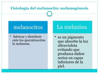 Fisiología del melanocito: melanogénesis
melanocitos
• fabricar y distribuir
ente los queratinocitos
la melanina.
La melanina
• es un pigmento
que absorbe la luz
ultravioleta
evitando que
produzca daños
serios en capas
inferiores de la
piel.
 