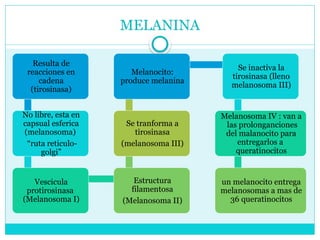 MELANINA
Resulta de
reacciones en
cadena
(tirosinasa)
No libre, esta en
capsual esferica
(melanosoma)
“ruta reticulo-
golgi”
Vescicula
protirosinasa
(Melanosoma I)
Estructura
filamentosa
(Melanosoma II)
Se tranforma a
tirosinasa
(melanosoma III)
Melanocito:
produce melanina
Se inactiva la
tirosinasa (lleno
melanosoma III)
Melanosoma IV : van a
las prolonganciones
del malanocito para
entregarlos a
queratinocitos
un melanocito entrega
melanosomas a mas de
36 queratinocitos
 