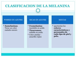 CLASIFICACION DE LA MELANINA
POBRES EN AZUFRE
• Eumelaninas.
Tiene un color
castaño oscuro
RICAS EN AZUFRE
• Feomelanina:
insoluble en acido
• Ticocromos:
soluble en acido
• Color similar :
amarillo rojizo
MIXTAS
• aportarían los
colores
característicos y
personales de
cada tipo de piel y
pelo.
 