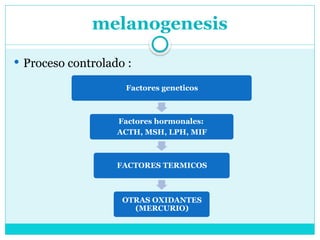 melanogenesis
 Proceso controlado :
Factores geneticos
Factores hormonales:
ACTH, MSH, LPH, MIF
FACTORES TERMICOS
OTRAS OXIDANTES
(MERCURIO)
 
