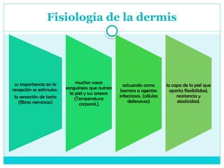 Fisiología de la dermis
su importancia en la
recepción se estímulos:
la sensación de tacto
(fibras nerviosas)
muchos vasos
sanguíneos que nutren
la piel y sus anexos
(Temperatura
corporal.)
actuando como
barrera a agentes
infecciosos. (células
defensivas)
la capa de la piel que
aporta flexibilidad,
resistencia y
elasticidad.
 