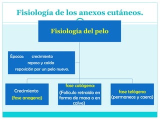 Fisiología de los anexos cutáneos.
Fisiología del pelo
Crecimiento
(fase anagena)
fase catágena:
(Folículo retraido en
forma de masa o en
calve)
fase telógena
(permanece y caera)
Épocas: crecimiento
reposo y caída
reposición por un pelo nuevo.
 