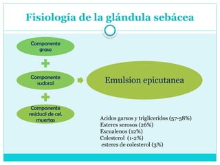 Fisiología de la glándula sebácea
Componente
graso
Componente
sudoral
Componente
residual de cel.
muertas
Emulsion epicutanea
Acidos garsos y trigliceridos (57-58%)
Esteres serosos (26%)
Escualenos (12%)
Colesterol (1-2%)
esteres de colesterol (3%)
 