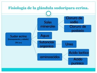 Fisiología de la glándula sudorípara ecrina.
Sudor ecrino
(transparente y salado)
PH 4-6
Sales
minerales
Cloruro de
sodio
Cloruro de
postasio
Agua
Sutancias
organica
Urea
aminoacidos
Acido lactico
Acido
purinico
 