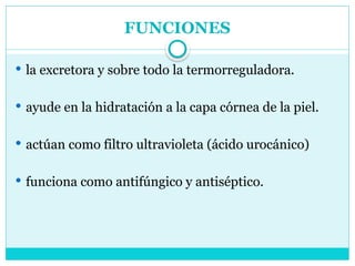 FUNCIONES
 la excretora y sobre todo la termorreguladora.
 ayude en la hidratación a la capa córnea de la piel.
 actúan como filtro ultravioleta (ácido urocánico)
 funciona como antifúngico y antiséptico.
 