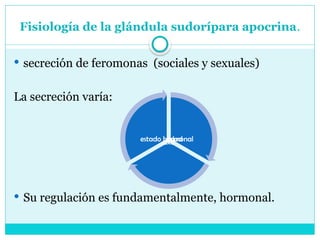 Fisiología de la glándula sudorípara apocrina.
 secreción de feromonas (sociales y sexuales)
La secreción varía:
 Su regulación es fundamentalmente, hormonal.
la edad
sexo
estado hormonal
 