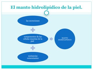 El manto hidrolipídico de la piel.
las secreciones
componentes de las
células muertas de la
piel
sustancias
cementantes
MANTO
HIDROLIPIDICO
 