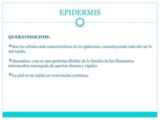 EPIDERMIS
QUERATINOCITOS:
Son las células más características de la epidermis, constituyendo más del 90 %
del tejido.
Queratina; esta es una proteína fibrilar de la familia de los filamentos
intermedios encargada de aportar dureza y rigidez.
La piel es un tejido en renovación continua.
 