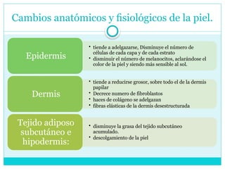 Cambios anatómicos y ﬁsiológicos de la piel.
• tiende a adelgazarse, Disminuye el número de
células de cada capa y de cada estrato
• disminuir el número de melanocitos, aclarándose el
color de la piel y siendo más sensible al sol.
Epidermis
• tiende a reducirse grosor, sobre todo el de la dermis
papilar
• Decrece numero de fibroblastos
• haces de colágeno se adelgazan
• fibras elásticas de la dermis desestructurada
Dermis
• disminuye la grasa del tejido subcutáneo
acumulado.
• descolgamiento de la piel
Tejido adiposo
subcutáneo e
hipodermis:
 