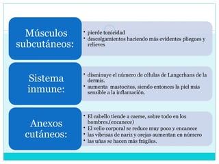 • pierde tonicidad
• descolgamientos haciendo más evidentes pliegues y
relieves
Músculos
subcutáneos:
• disminuye el número de células de Langerhans de la
dermis.
• aumenta mastocitos, siendo entonces la piel más
sensible a la inflamación.
Sistema
inmune:
• El cabello tiende a caerse, sobre todo en los
hombres.(encanece)
• El vello corporal se reduce muy poco y encanece
• las vibrisas de nariz y orejas aumentan en número
• las uñas se hacen más frágiles.
Anexos
cutáneos:
 