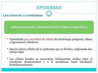 EPIDERMIS
LAS CAPAS DE LA EPIDERMIS:
ESTRATO BASAL GERMINATIVO O PROLIFERATIVO:
• Constituido por una hilera de células de morfología poligonal, cúbica
o ligeramente cilíndrica.
• Son las únicas células de la epidermis que se dividen, originando dos
células hijas
• Las células basales se encuentran íntimamente unidas entre si
(mediante desmosomas) y a la membrana basal (mediante
hemidesmosomas).
 