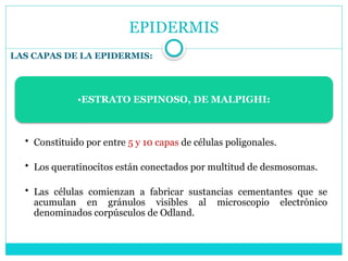 EPIDERMIS
LAS CAPAS DE LA EPIDERMIS:
•ESTRATO ESPINOSO, DE MALPIGHI:
• Constituido por entre 5 y 10 capas de células poligonales.
• Los queratinocitos están conectados por multitud de desmosomas.
• Las células comienzan a fabricar sustancias cementantes que se
acumulan en gránulos visibles al microscopio electrónico
denominados corpúsculos de Odland.
 