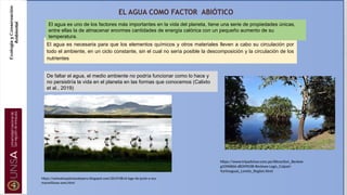 EL AGUA COMO FACTOR ABIÓTICO
El agua es necesaria para que los elementos químicos y otros materiales lleven a cabo su circulación por
todo el ambiente, en un ciclo constante, sin el cual no sería posible la descomposición y la circulación de los
nutrientes
https://www.tripadvisor.com.pe/Attraction_Review-
g3396866-d8399038-Reviews-Lago_Cuipari-
Yurimaguas_Loreto_Region.html
https://animalesyplantasdeperu.blogspot.com/2019/08/el-lago-de-junin-y-sus-
maravillosas-aves.html
El agua es uno de los factores más importantes en la vida del planeta, tiene una serie de propiedades únicas,
entre ellas la de almacenar enormes cantidades de energía calórica con un pequeño aumento de su
temperatura.
De faltar el agua, el medio ambiente no podría funcionar como lo hace y
no persistiría la vida en el planeta en las formas que conocemos (Calixto
et al., 2019)
 