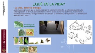 ¿QUÉ ES LA VIDA?
• La vida, desde la biología:
Aproximación: procesos que se caracterizan por el automantenimiento, la autorreproducción y la
autorregulación, es decir, la posibilidad de mantener la estructura viva recibiendo, incorporando y
transformando materia y energía mediante la nutrición, la asimilación, la respiración y la fermentación
(Malacalza et al., 2017).
4
2
3
1
Ciclo Biológico de
Morpho menelaus
 