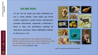 UN SER VIVO:
Un ser vivo es aquel que está constituido por
una o varias células. Cada célula que forma
nuestro organismo, puede crecer, reproducirse,
procesar información, responder a estímulos y
llevar a cabo una asombrosa variedad de
reacciones químicas. Estas habilidades definen
la vida (Robertis, 1997).
https://es.wikipedia.org/wiki/Biodiversidad_globa
Todos los organismos vivos están formados por
células, de tal manera que ningún organismo puede
ser considerado un ser vivo, si no contiene al
menos una célula (Robertis, 1997).
 