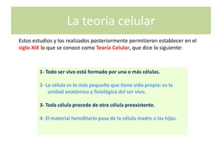 La teoría celular
Estos estudios y los realizados posteriormente permitieron establecer en el
siglo XIX lo que se conoce como Teoría Celular, que dice lo siguiente:



        1- Todo ser vivo está formado por una o más células.

        2- La célula es lo más pequeño que tiene vida propia: es la
            unidad anatómica y fisiológica del ser vivo.

        3- Toda célula procede de otra célula preexistente.

        4- El material hereditario pasa de la célula madre a las hijas.
 