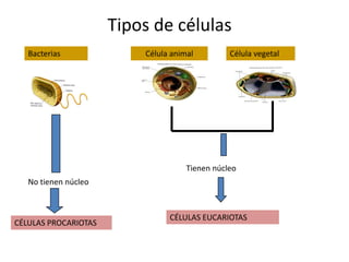 Tipos de células
   Bacterias              Célula animal         Célula vegetal




                                     Tienen núcleo
   No tienen núcleo



                                CÉLULAS EUCARIOTAS
CÉLULAS PROCARIOTAS
 