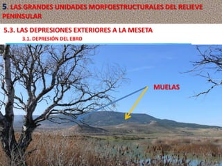 Huertas en la depresión del Ebro
5.3. LAS DEPRESIONES EXTERIORES A LA MESETA
3.1. DEPRESIÓN DEL EBRO
MUELA
5. LAS GRANDES UNIDADES MORFOESTRUCTURALES DEL RELIEVE
PENINSULAR
MUELAS
 