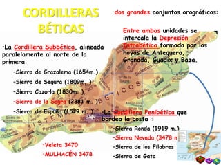 CORDILLERAS
BÉTICAS
•Veleta 3470
•MULHACÉN 3478
dos grandes conjuntos orográficos:
•La Cordillera Penibética que
bordea la costa :
–Sierra Ronda (1919 m.)
–Sierra Nevada (3478 m.)
–Sierra de los Filabres
–Sierra de Gata
•La Cordillera Subbética, alineada
paralelamente al norte de la
primera:
–Sierra de Grazalema (1654m.)
–Sierra de Segura (1809m. )
–Sierra Cazorla (1830m. ),
–Sierra de la Sagra (2381 m. )
–Sierra de Espuña (1579 m. ).
Entre ambas unidades se
intercala la Depresión
Intrabética formada por las
hoyas de Antequera,
Granada, Guadix y Baza.
 