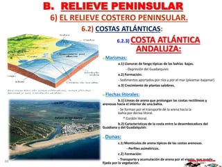B. RELIEVE PENINSULAR
6) EL RELIEVE COSTERO PENINSULAR.
6.2) COSTAS ATLÁNTICAS:
6.2.3) COSTA ATLÁNTICA
ANDALUZA:
a) Marismas:
a.1) Llanuras de fango típicas de las bahías bajas.
- Depresión del Guadalquivir.
a.2) Formación:
- Sedimentos aportados por ríos y por el mar (pleamar-bajamar)
a.3) Crecimiento de plantas salobres.
b) Flechas litorales:
b.1) Líneas de arena que prolongan las costas rectilíneas y
arenosas hacia el interior de una bahía.
- Se forman por el transporte de la arena hacia la
bahía por deriva litoral.
* Cordón litoral.
b.2) Características de la costa entre la desembocadura del
Guadiana y del Guadalquivir.
c) Dunas:
c.1) Montículos de arena típicos de las costas arenosas.
- Perfiles asimétricos.
c.2) Formación:
- Transporte y acumulación de arena por el viento, que queda
fijada por la vegetación.
MARIO VICEDO PELLÍN88
 