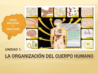 3ºESO
BIOLOGÍA
    Y
GEOLOGÍA




UNIDAD 1:

LA ORGANIZACIÓN DEL CUERPO HUMANO
 