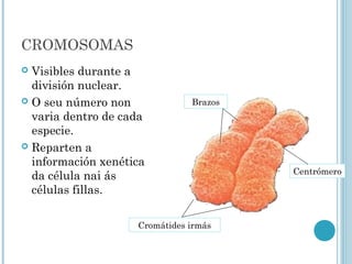 CROMOSOMAS
 Visibles durante a
división nuclear.
 O seu número non
varia dentro de cada
especie.
 Reparten a
información xenética
da célula nai ás
células fillas.
Cromátides irmás
Centrómero
Brazos
 