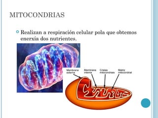 MITOCONDRIAS
 Realizan a respiración celular pola que obtemos
enerxía dos nutrientes.
 