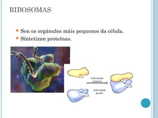 RIBOSOMAS
 Son os orgánulos máis pequenos da célula.
 Sintetizan proteínas.
Subunidade
pequena
Subunidade
grande
 