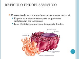 RETÍCULO ENDOPLASMÁTICO
 Conxunto de sacos e canles comunicados entre si.
 Rugoso: Almacena e transporta as proteínas
sintetizadas nos ribosomas.
 Liso: Sintetiza, almacena e transporta lípidos.
 