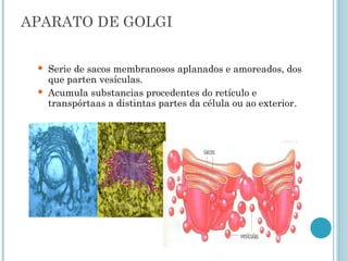 APARATO DE GOLGI
 Serie de sacos membranosos aplanados e amoreados, dos
que parten vesículas.
 Acumula substancias procedentes do retículo e
transpórtaas a distintas partes da célula ou ao exterior.
 