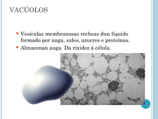 VACÚOLOS
 Vesículas membranosas recheas dun líquido
formado por auga, sales, azucres e proteínas.
 Almacenan auga. Da rixidez á célula.
 