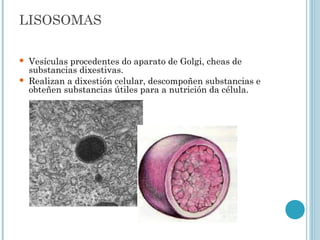 LISOSOMAS
 Vesículas procedentes do aparato de Golgi, cheas de
substancias dixestivas.
 Realizan a dixestión celular, descompoñen substancias e
obteñen substancias útiles para a nutrición da célula.
 
