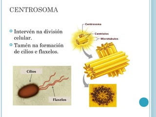 CENTROSOMA
 Intervén na división
celular.
 Tamén na formación
de cilios e flaxelos.
Flaxelos
Cilios
 