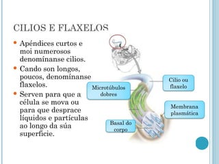 CILIOS E FLAXELOS
 Apéndices curtos e
moi numerosos
denomínanse cilios.
 Cando son longos,
poucos, denomínanse
flaxelos.
 Serven para que a
célula se mova ou
para que desprace
líquidos e partículas
ao longo da súa
superficie.
Cilio ou
flaxelo
Membrana
plasmática
Microtúbulos
dobres
Basal do
corpo
 