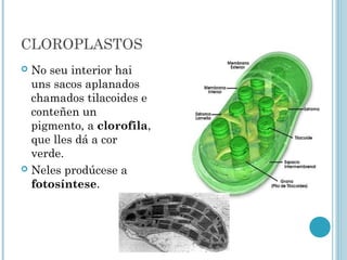 CLOROPLASTOS
 No seu interior hai
uns sacos aplanados
chamados tilacoides e
conteñen un
pigmento, a clorofila,
que lles dá a cor
verde.
 Neles prodúcese a
fotosíntese.
 
